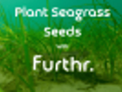 Furthr Seagrass Seed Planting